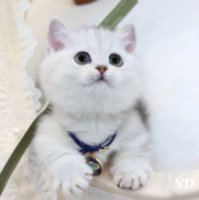 短毛曼基康矮脚猫幼猫找新家 纯种健康温顺粘人