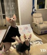 猫舍直销无毛猫金渐层布偶蓝白蓝猫